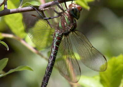 Swamp Darner (Epiaeschna Heros): Mint green and chocolate, usually found near the woods