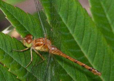 Teneral Dragonfly: Newly emerged Ruby Meadowhawk