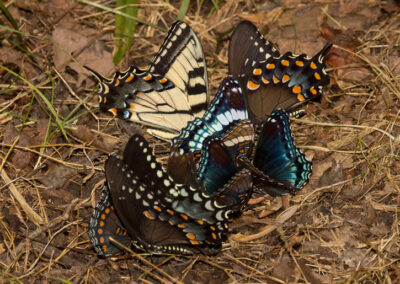Tiger Spicebush Swallowtails, Red Spotted Purple, & White Admiral Butterflies