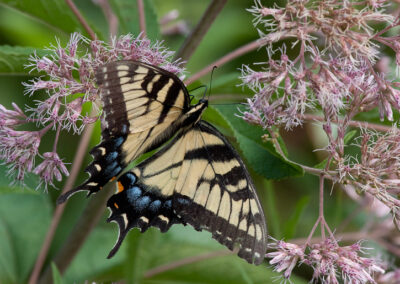 Tiger Swallowtail (Papilio Glaucus) on Joe Pye Weed